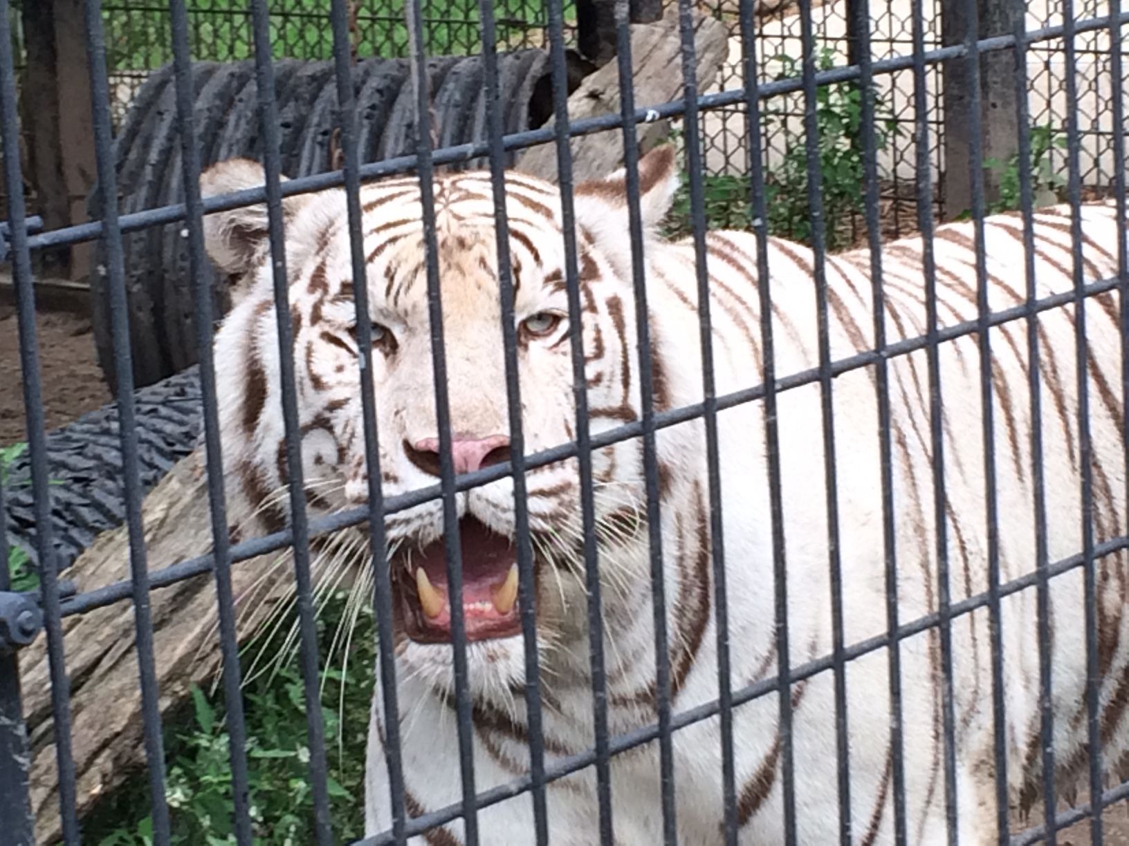 Washington Park Zoo